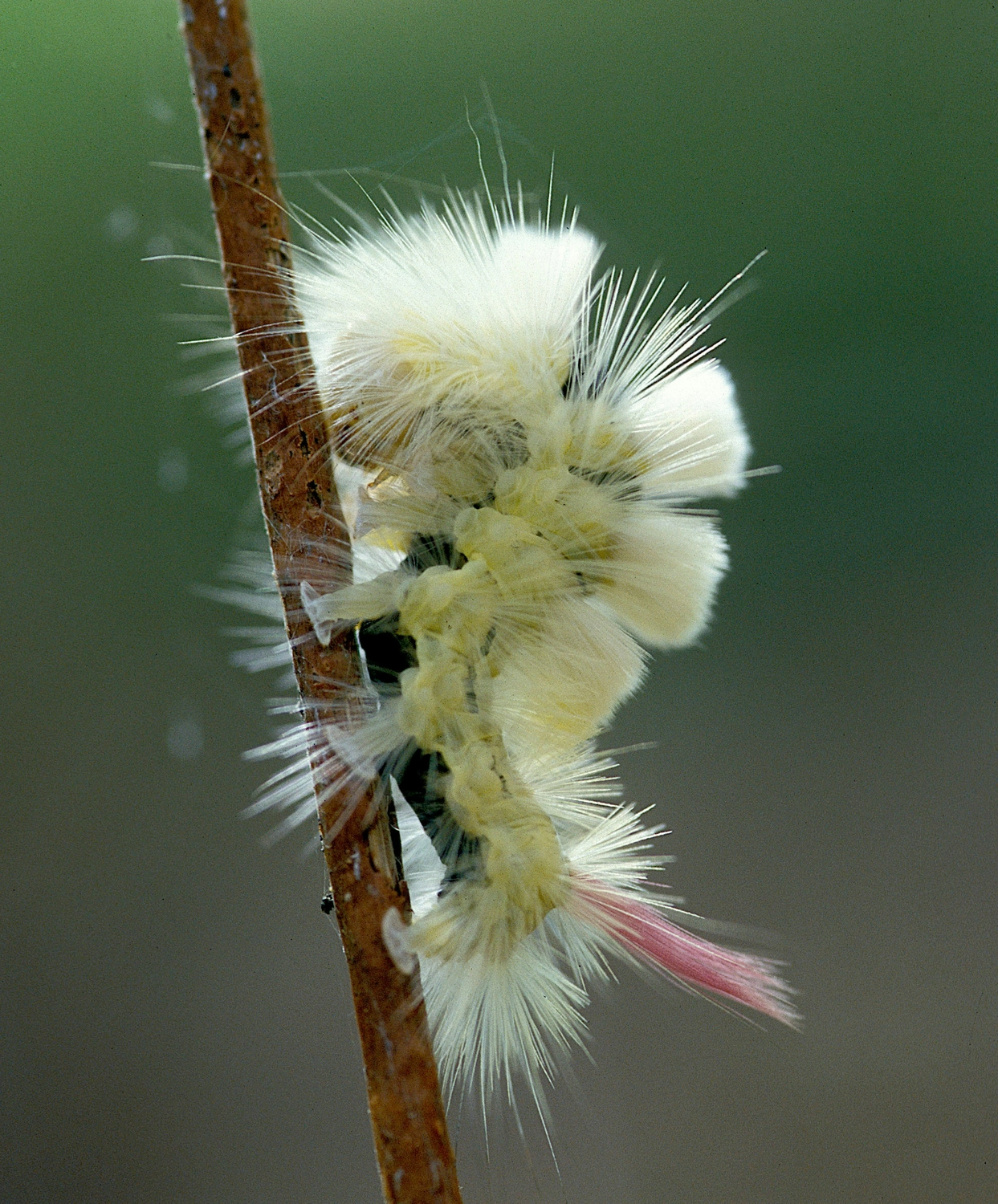 Münsinger Gärten — Gartenpflege Münsing — Beratung & Gartenkonzepte