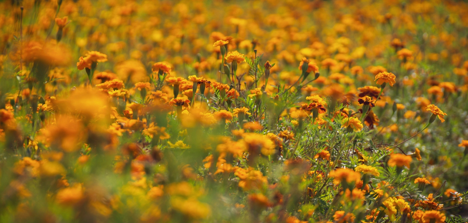 Münsinger Gärten — Gartenpflege Münsing — Gartenbau