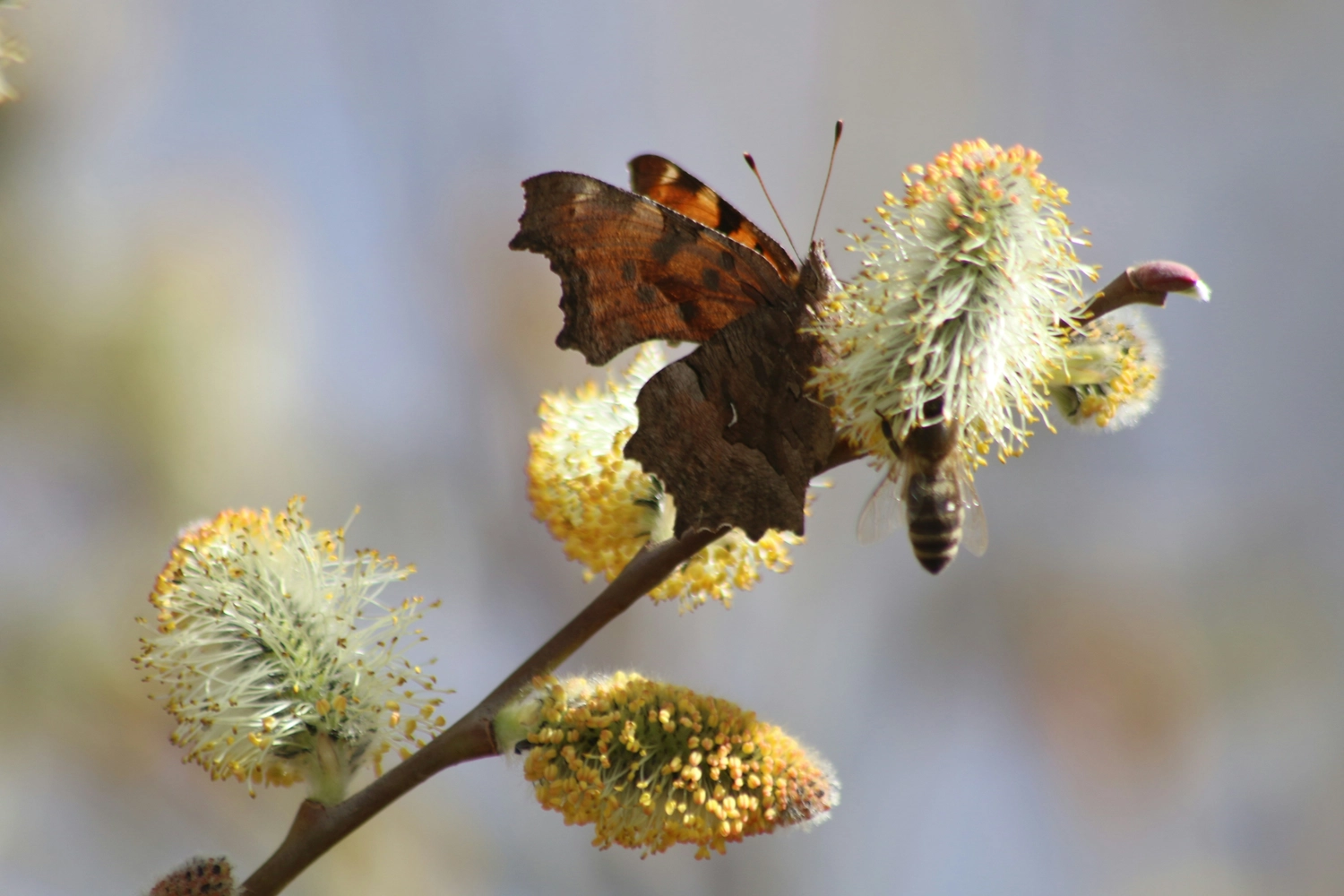 Münsinger Gärten — Gartenpflege Münsing — Gartenbau